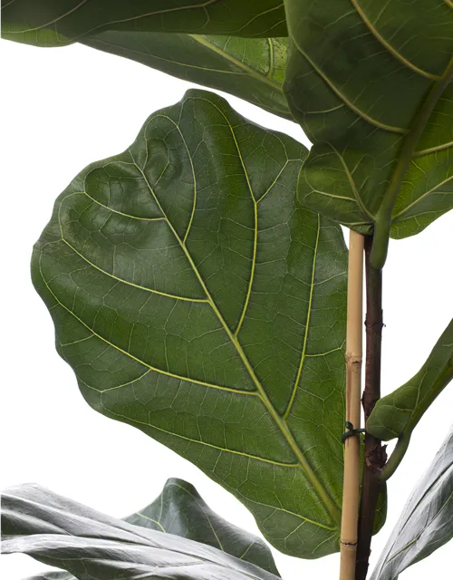 Ficus lyrata (Geigenficus) 