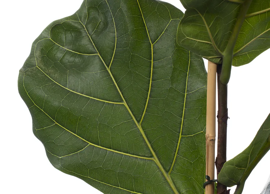 Ficus lyrata (Geigenficus) 