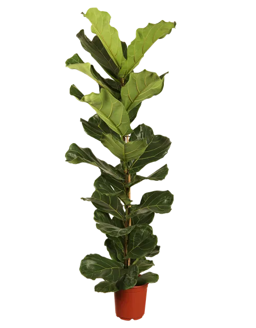 Ficus lyrata (Geigenficus) 