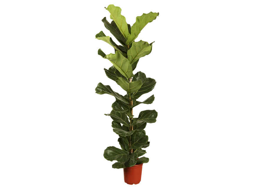 Ficus lyrata (Geigenficus) 