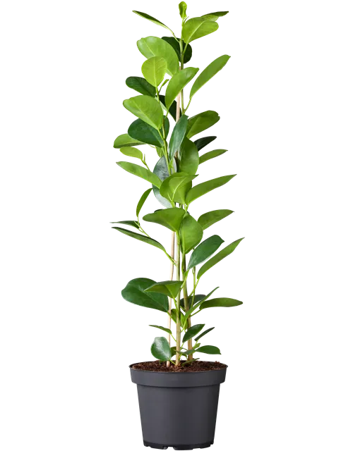 Ficus lyrata (Geigenficus) 