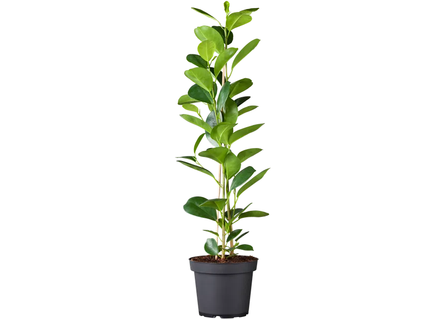 Ficus lyrata (Geigenficus) 