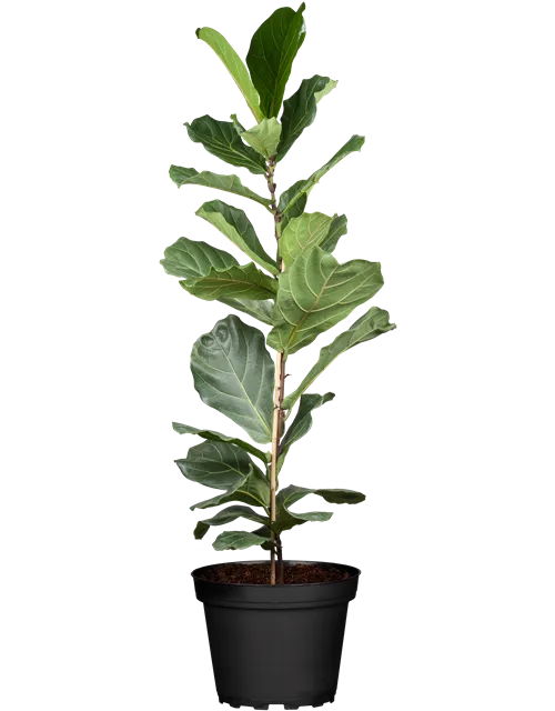 Ficus lyrata (Geigenficus) 