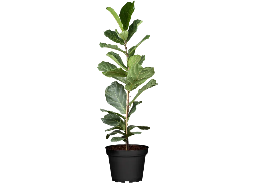 Ficus lyrata (Geigenficus) 
