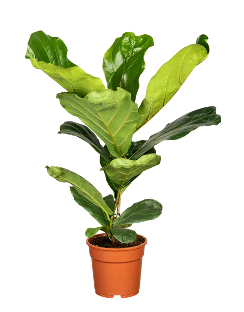 Ficus lyrata (Geigenficus) 