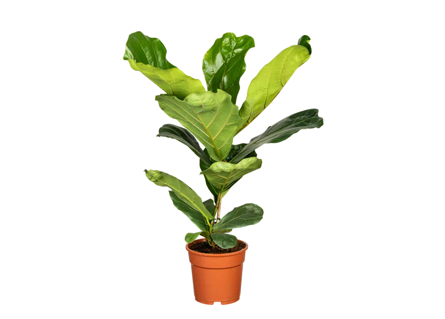 Ficus lyrata (Geigenficus) 
