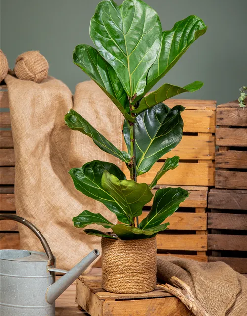 Ficus lyrata (Geigenficus) 