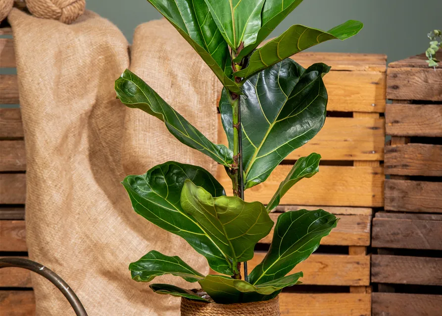 Ficus lyrata (Geigenficus) 