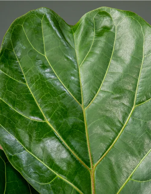 Ficus lyrata (Geigenficus) 
