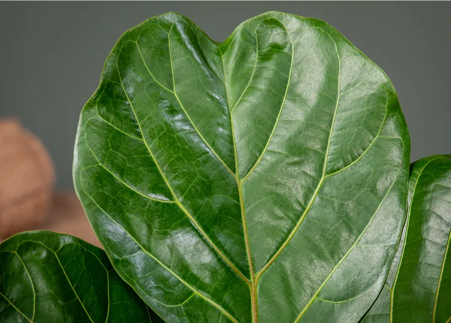 Ficus lyrata (Geigenficus) 