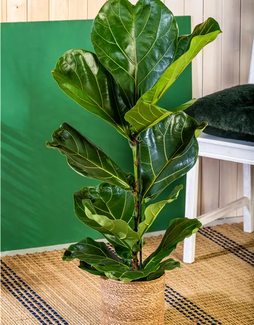 Ficus lyrata (Geigenficus) 