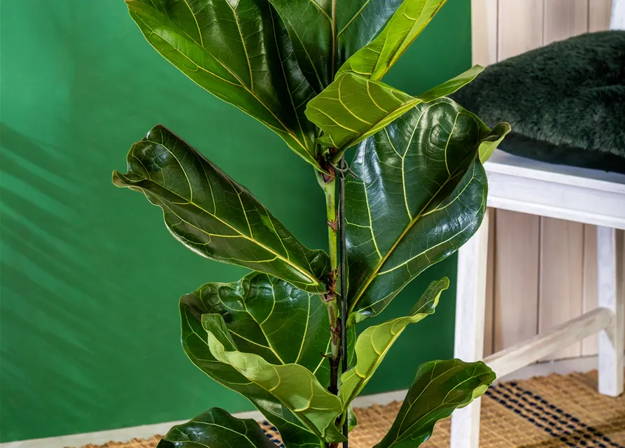 Ficus lyrata (Geigenficus) 