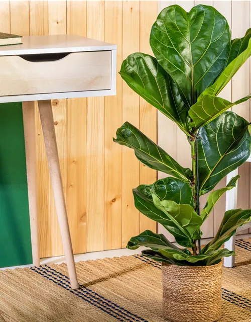 Ficus lyrata (Geigenficus) 
