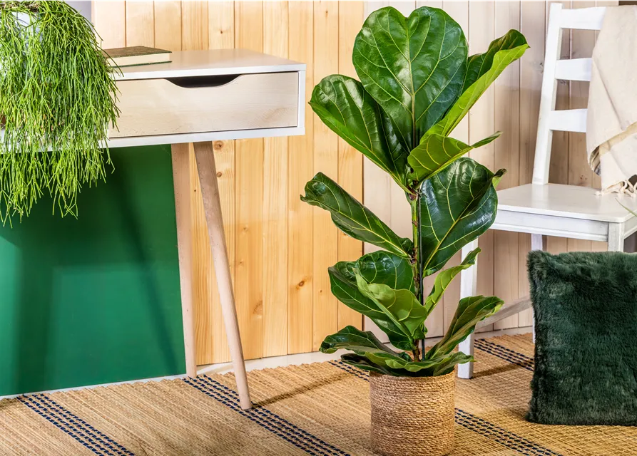 Ficus lyrata (Geigenficus) 