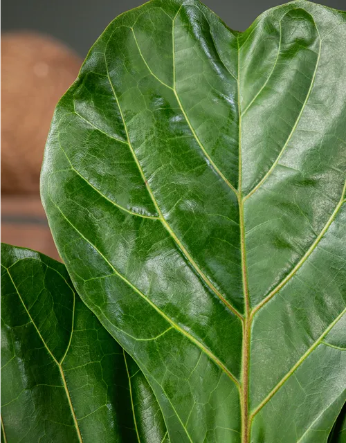 Ficus lyrata (Geigenficus) 