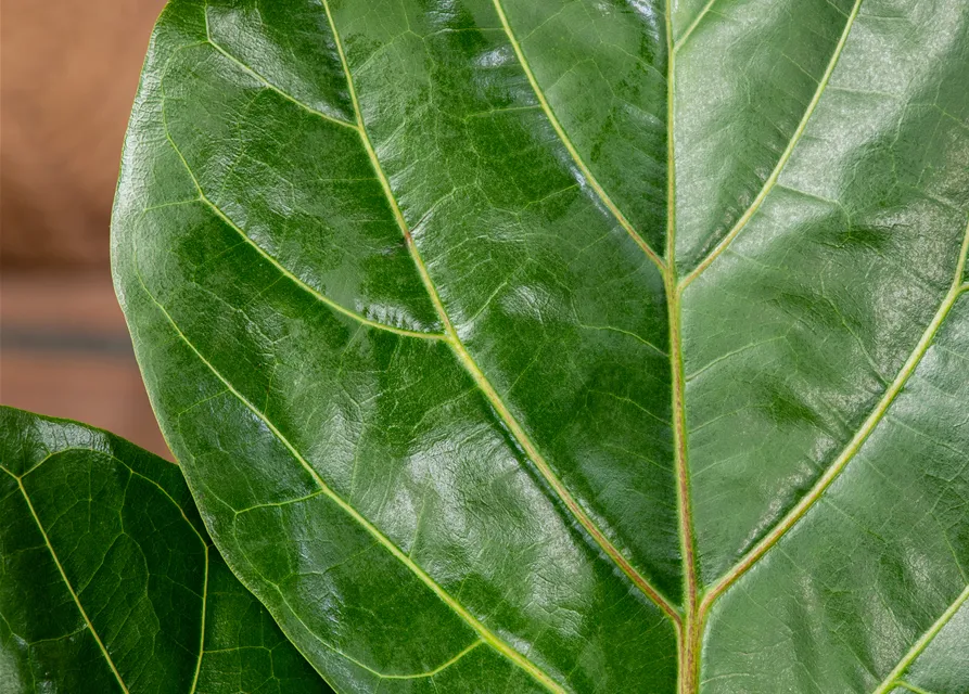 Ficus lyrata (Geigenficus) 
