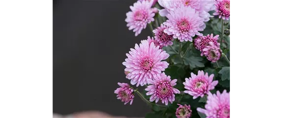 CHRYSANTHEME