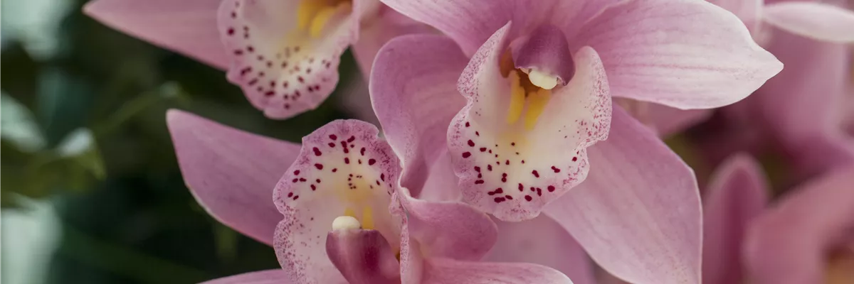 Dendrobium