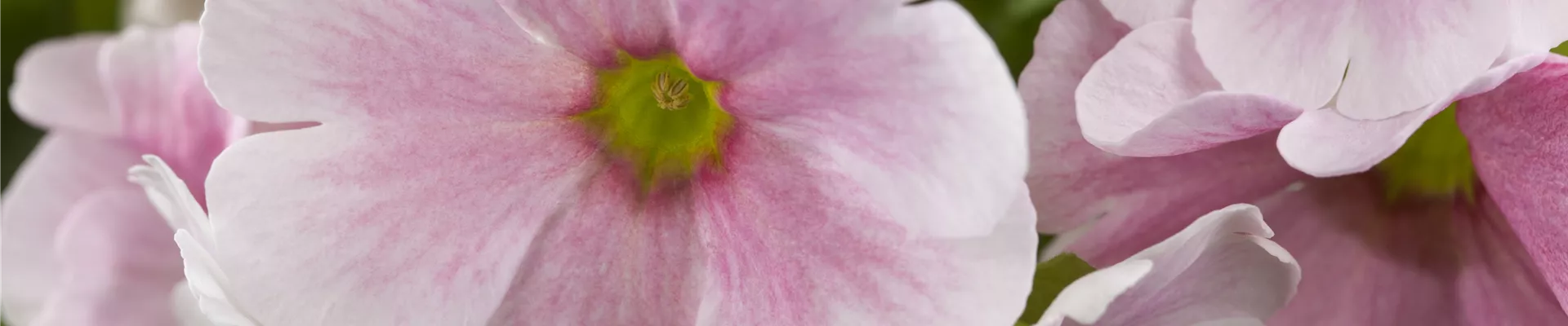 Primula obconica