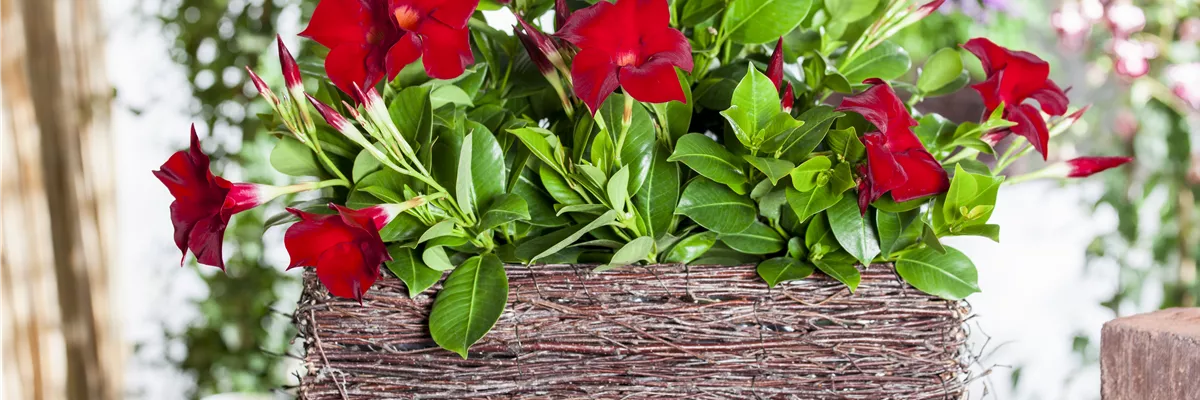 Mandevilla sanderi