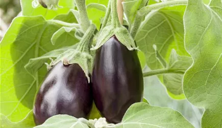 Gemüsepflanzen Gemüsepflanzen