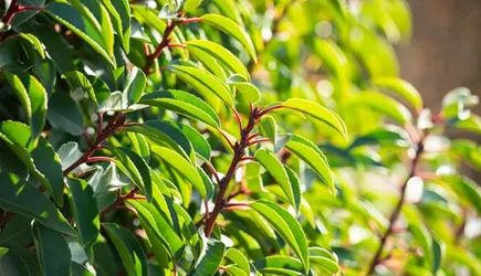 Baumschule & Hecken Baumschule & Hecken