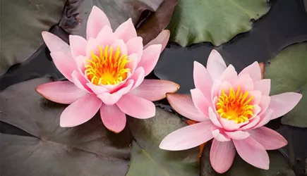 Wasserpflanzen & Teichzubehör Wasserpflanzen & Teichzubehör