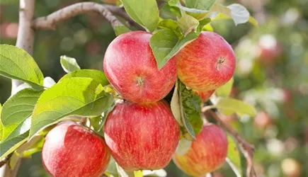 Obstpflanzen Obstpflanzen