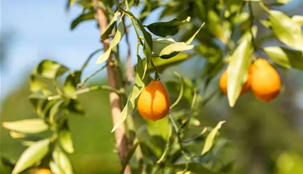 Mediterrane Pflanzen Mediterrane Pflanzen