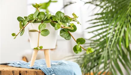 Zimmerpflanzen Zimmerpflanzen