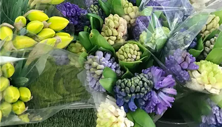 Schnittblumen Schnittblumen