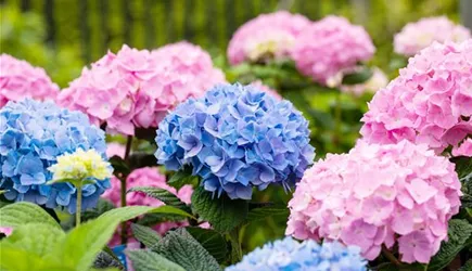 Hortensien Hortensien