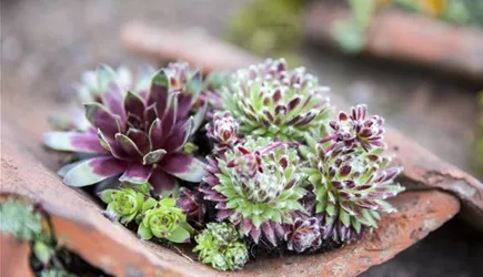 Kakteen und Sukkulenten Kakteen und Sukkulenten