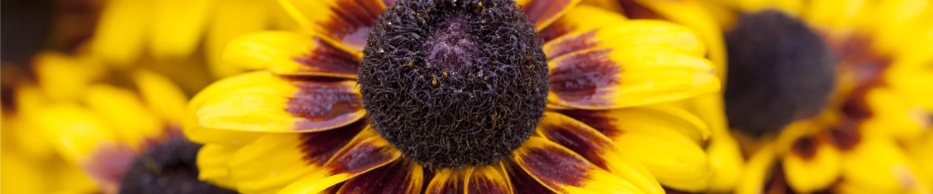 Echinacea