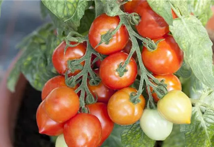 Gemüsepflanzen Gemüsepflanzen