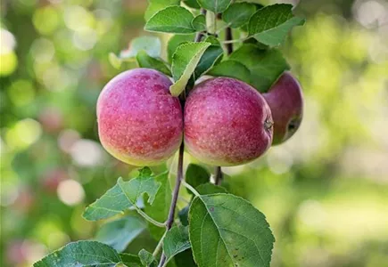 Obstpflanzen Obstpflanzen