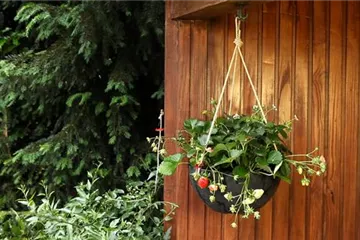 Erdbeeren - Ampel Bepflanzen