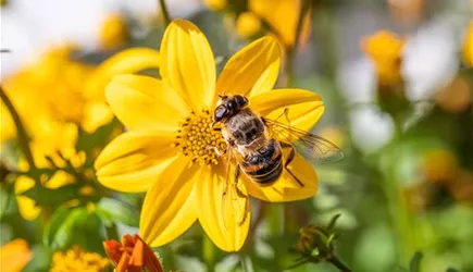 Bienenfreundliche Pflanzen Bienenfreundliche Pflanzen