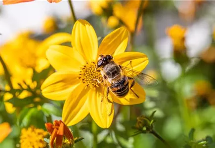 Bienenfreundliche Pflanzen
