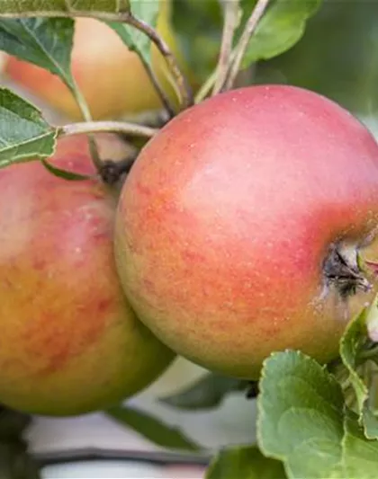 WIE GEHT... OBSTGEHöLZE PFLANZEN? WIE GEHT... OBSTGEHöLZE PFLANZEN?
