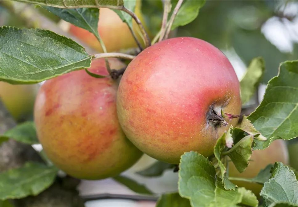 WIE GEHT... OBSTGEHöLZE PFLANZEN? WIE GEHT... OBSTGEHöLZE PFLANZEN?