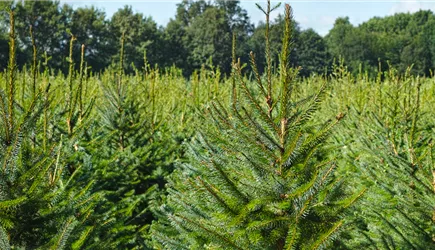 Weihnachtsbaumverkauf