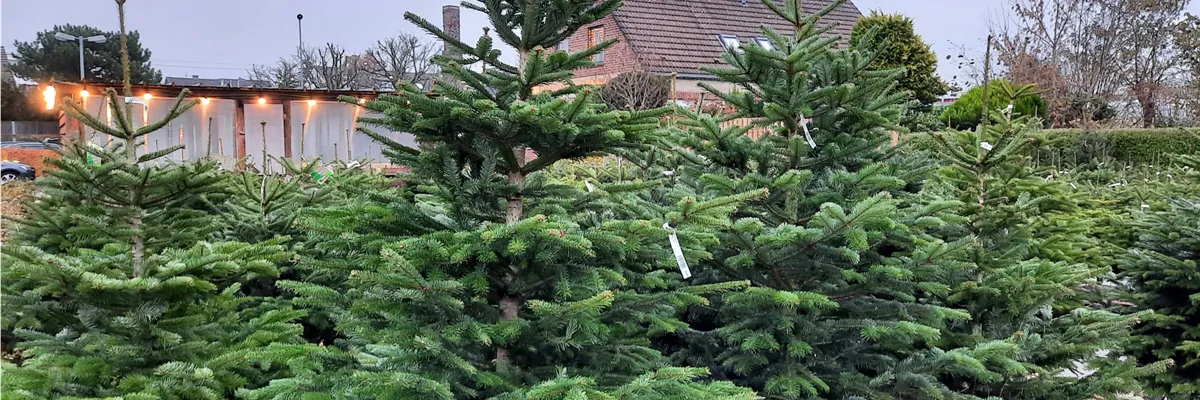 Echte Weihnachtsbäume