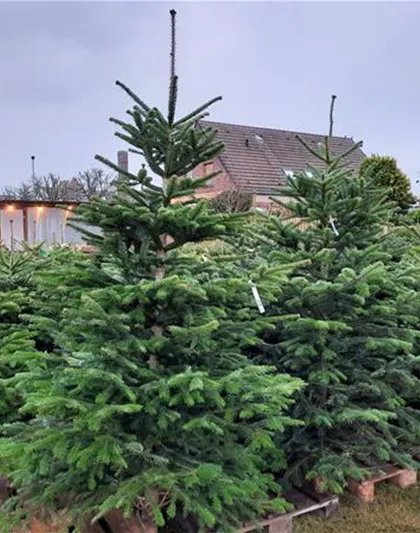 Echte Weihnachtsbäume