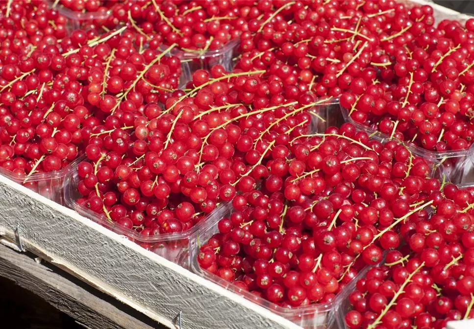 GäRTEN FüR NASCHKATZEN GäRTEN FüR NASCHKATZEN