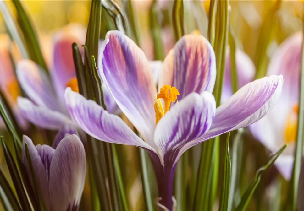 INSEKTENFREUNDLICHES FRüHJAHR! INSEKTENFREUNDLICHES FRüHJAHR!