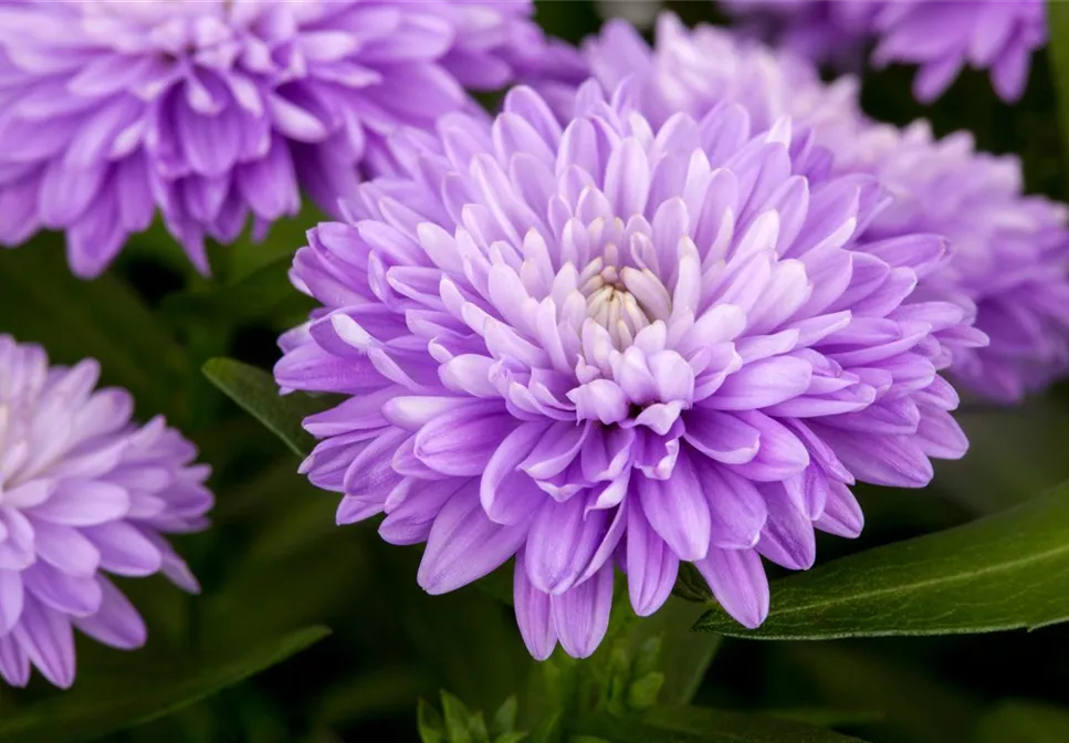 DIE STARS IM HERBST! DIE STARS IM HERBST!