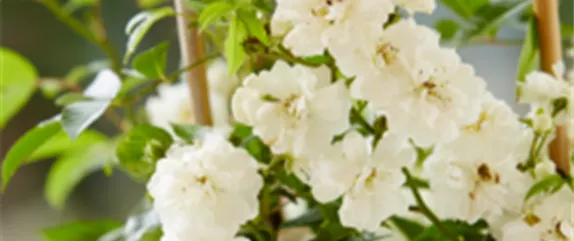 SONNENGARTEN! 