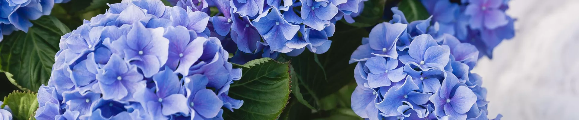 SOMMERZEIT IST HORTENSIENZEIT!