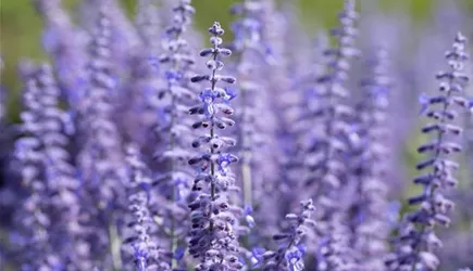 Trockenheitsverträgliche Pflanzen  Trockenheitsverträgliche Pflanzen